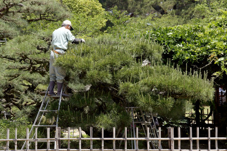 KAGAWA JAPANMAY 20: Japanese professional gardener pruning a pine tree with shears standing on a...