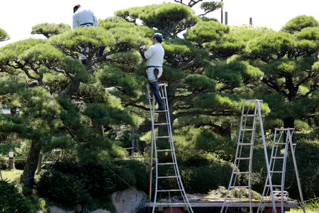 KAGAWA, JAPAN-SEPTEMBER 18: Japanese professional gardener pruning a pine tree with shears, standing on a stepladder on September 18, 2015, Nakatubansyouen-park, Kagawa, Japanのeditorial素材