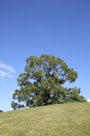 Single large tree on hill and blue skyの写真素材