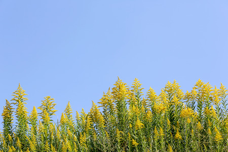 giant goldenrod field against the clear blue skyの写真素材