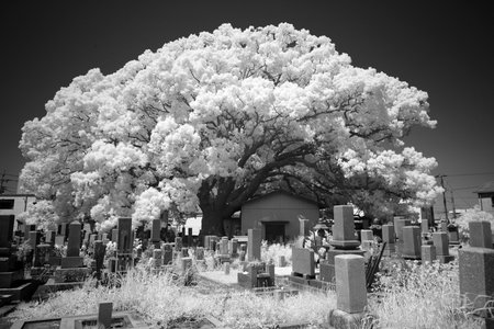 infrared photography, lonely tree in the dark skyの写真素材