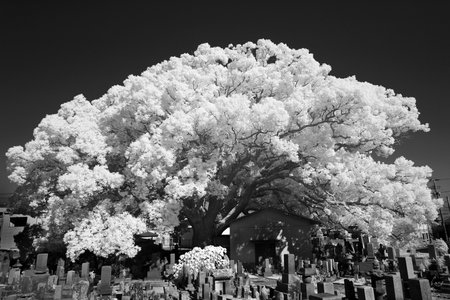 infrared photographyの写真素材