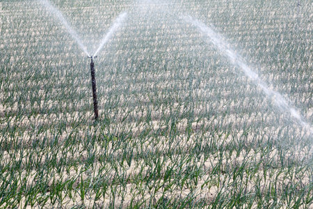 long green onion and automatic sprinkler in the fieldの写真素材
