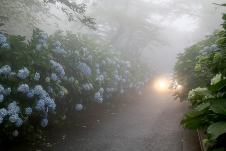 Car driving, foggy narrow road with hydrangea flowersの写真素材
