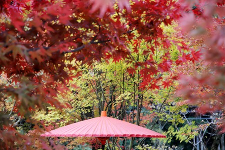 Japanese traditional red umbrella with autumn leavesの写真素材