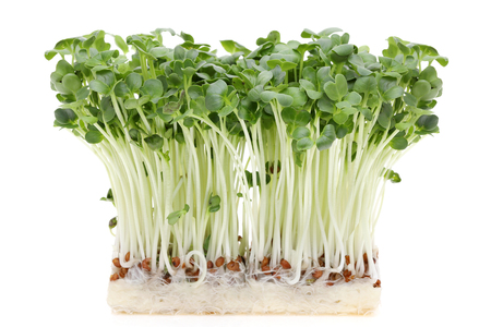 Fresh spring green live radish sprouts isolated on white backgroundの写真素材