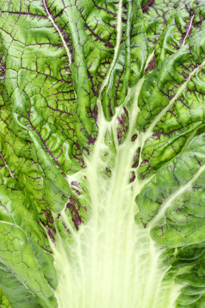 Texture of green vegetable leaf full frameの写真素材