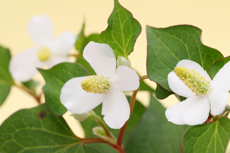 white flower of a houttuynia cordate plantの写真素材