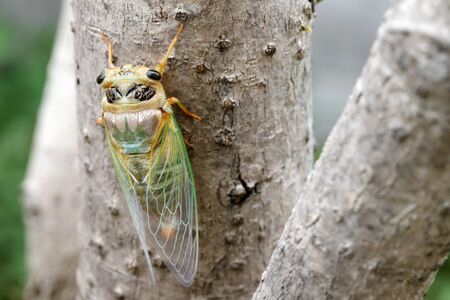 Macro image of a newly cicada molting processの写真素材