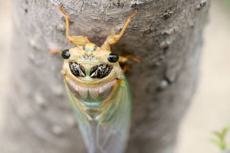 Macro image of a newly cicada molting processの写真素材