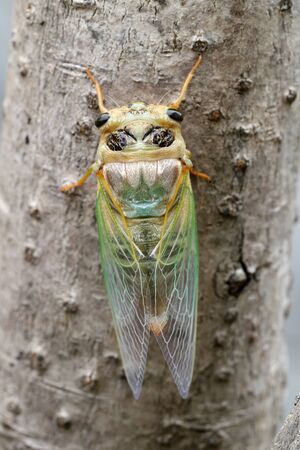 Macro image of a newly cicada molting processの写真素材