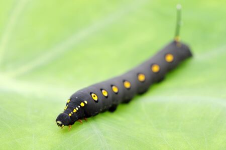 big black caterpillar on a leaf backgroundの写真素材