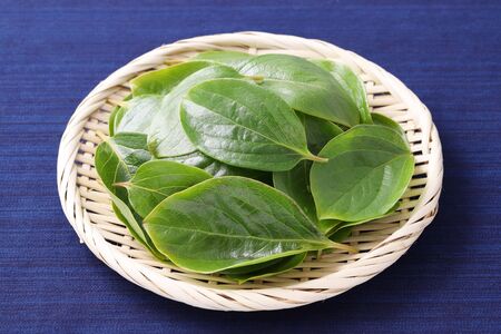 persimmon leaves, herbal medicine in a bamboo basketの写真素材