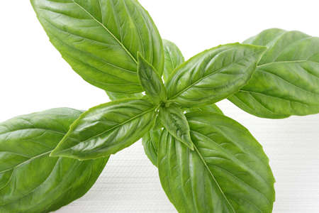 Sweet Green Basil Leaves Herb Spice, closeup, on white backgroundの写真素材