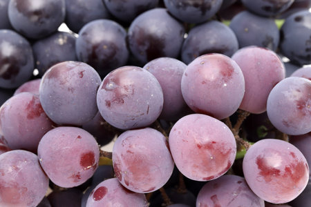 Close up of bunch of ripe red grapesの写真素材