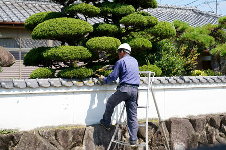 KAGAWA, JAPAN - JULY 24 2023: Japanese professional gardener pruning a garden tree with stepladder at Japanese-style house, Kagawa, Japan.のeditorial素材