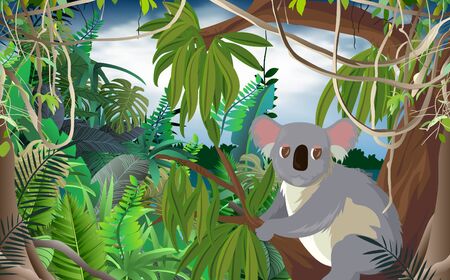 Koala on the eucalyptus in the jungleのイラスト素材