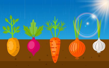 colorful vegetables in soilのイラスト素材