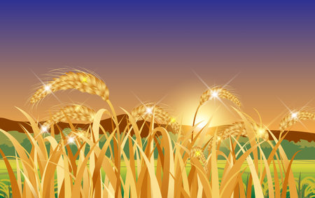 landscape of golden paddy in field in the morningのイラスト素材