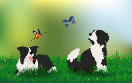 Border collie at the meadowのイラスト素材