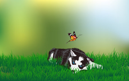 Husky at the meadowのイラスト素材