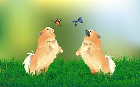 Pomeranian at the meadowのイラスト素材