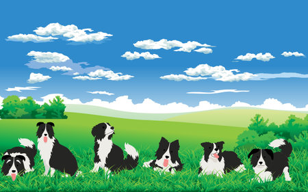 Border collie at the meadowのイラスト素材