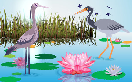 herons at the swampのイラスト素材