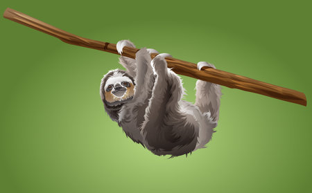 sloth on tree branch in the jungle