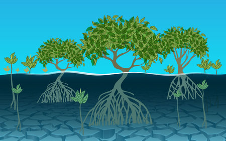 landscape of mangrove forest at the beachのイラスト素材