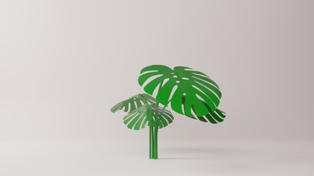Monstera plant on the white back ground.3d rendering.の写真素材