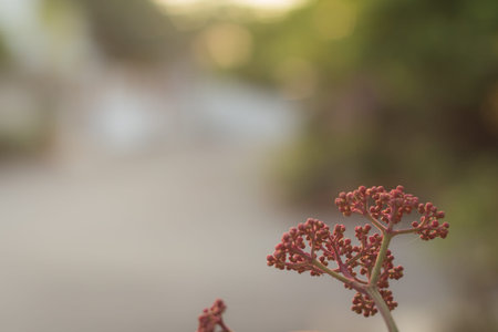 close up shot of tiny spring buds of a flowering plant