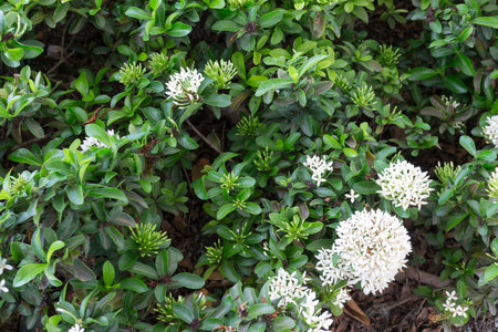 white in the gardenvintage style asianの写真素材