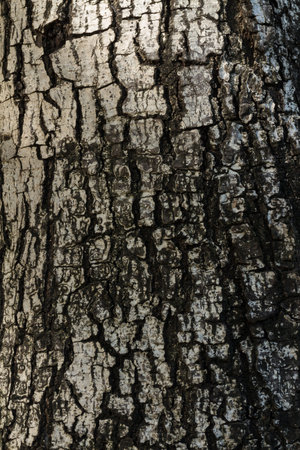 Tree bark texture