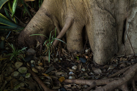 Gnarled tree rootsの写真素材