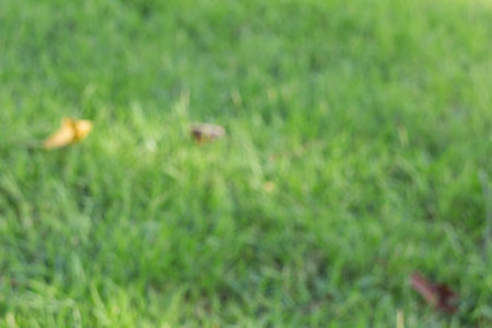 Blur focus of green grass in the gardenの写真素材