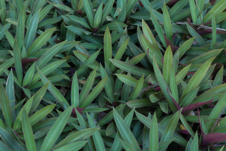 Inside the Jungle Tropical Plantsの写真素材