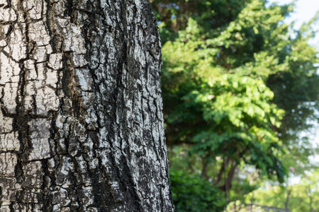 Tree bark texture and the green of jungle