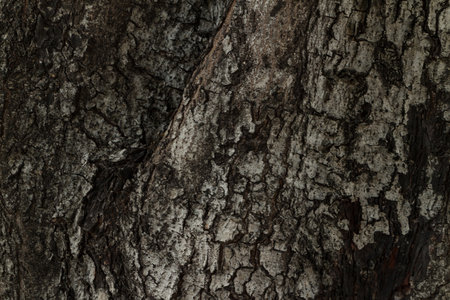 Tree bark textureの写真素材