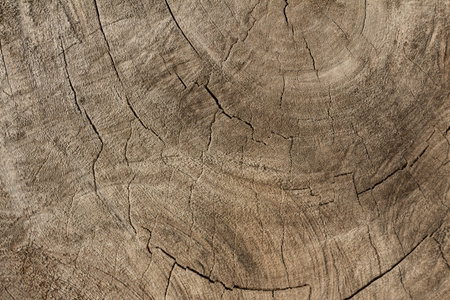 Tree bark textureの写真素材