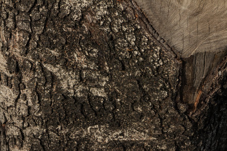 Tree bark textureの写真素材
