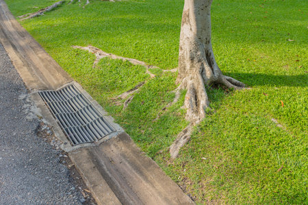 Gnarled tree rootsの写真素材