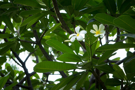 plumeria flowersの写真素材