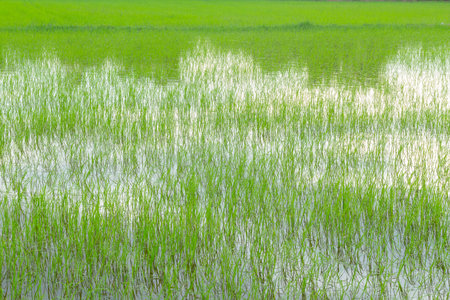 Rice field show agriculture backgroundの写真素材