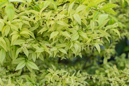 The nature green plant leaf soft focusの写真素材