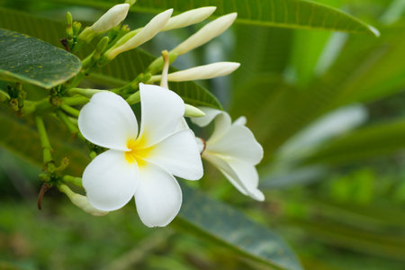 Sweet scent from white Plumeria flowers in the garden.の写真素材