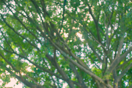 Spring green forest blurred or defocused backgroundの写真素材