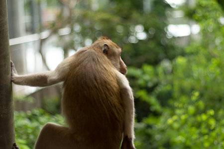 Potrait image of monkey macaque on tree in Thailandの写真素材