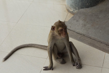 Potrait image of monkey macaque on the floor in Thailand
