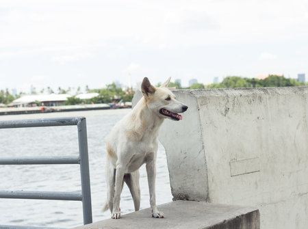 white dog is standing near the river in good weather daysの写真素材